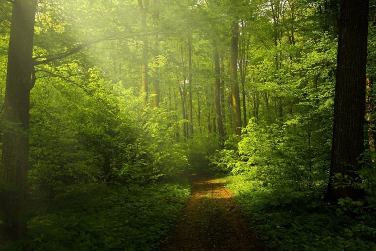 Contato com a natureza: benefícios que garantem uma vida mais leve